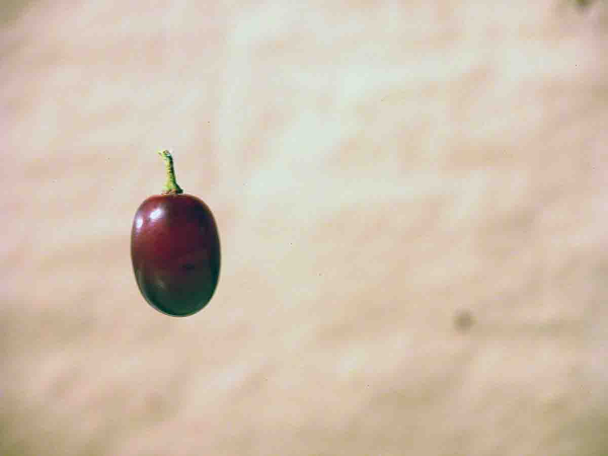 A suspended grape was targeted in the Varmint Grenade test.